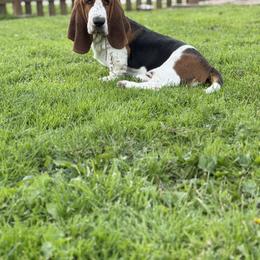 Basset Hound Puppies from The Basset Boutique