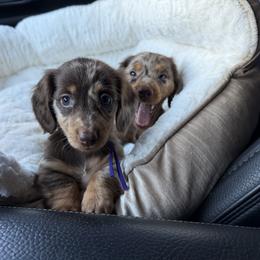 Dachshund and French Bulldog Puppies from Trust Fund Devil Kennel