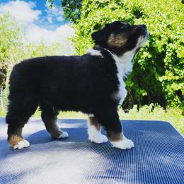 Australian Shepherd and Border Collie Puppies from Sun Up Kennels