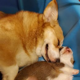 Pip - Pembroke Welsh Corgi