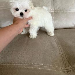 Snow - White male Maltese puppy in Hernando Beach, Florida from Minipupps