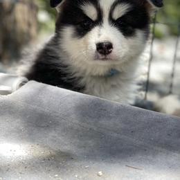 Milo - Black and white male Pomsky puppy in Diamond Lake, Washington from Husky Haven WA