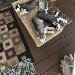 Siberian Husky Puppies from Valerie Schmaltz
