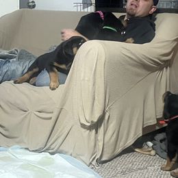 Rottweiler Puppies from CG Rottweilers