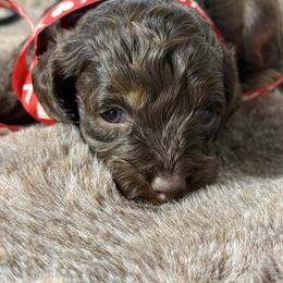 Dax - Brown and tan male Cockapoo puppy in Palmdale, California from Pucci Pawfect