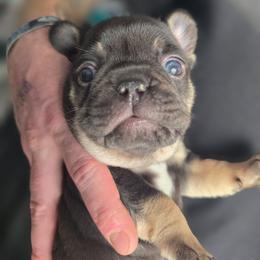 7even - Liver female French Bulldog puppy in Fayetteville, North Carolina from Burger's Pups