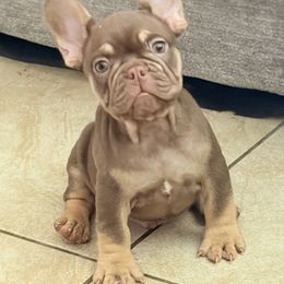 Grandson - Liver male French Bulldog puppy in Phoenix, Arizona from JK French Bulldog Kennel