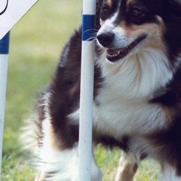 Australian Shepherd All Grown Up from Windmill Australian Shepherds