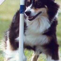 Australian Shepherd All Grown Up from Windmill Australian Shepherds