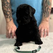 Boy 2 - Black Standard Schnauzer puppy in Thurmont, Maryland from Die Nassen Baerte