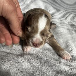 Miniature Australian Shepherd and Toy Australian Shepherd Puppies from Cherry Grove Kennel