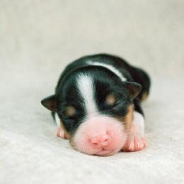 Chesapeake(Chessie) - Black tri-color female Australian Shepherd puppy in Aberdeen, North Carolina from Huckleberry Hill Aussies LLC.