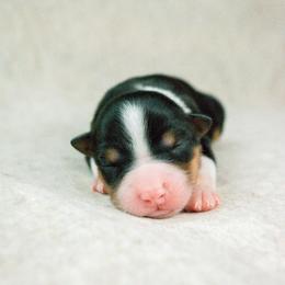 Chesapeake(Chessie) - Black tri-color female Australian Shepherd puppy in Aberdeen, North Carolina from Huckleberry Hill Aussies LLC.
