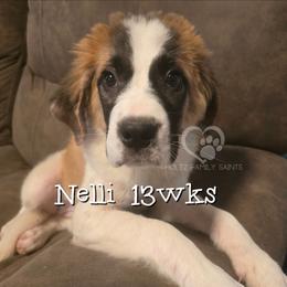 Nelli - White and brown female Saint Bernard puppy in Kaukauna, Wisconsin from Holtz Family Saints