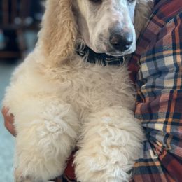 Pembroke Welsh Corgi and Poodle Puppies from Blue Diamond Kennel