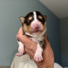 Faith - Tri-color female Pomsky puppy in Michigan from Blue Water Pomskies