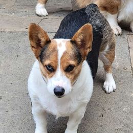 Rogue - American Corgi