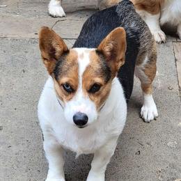Rogue - American Corgi