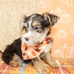 Nash - Chocolate, tan and white male Yorkshire Terrier puppy in Hugo, Oklahoma from Ann R.