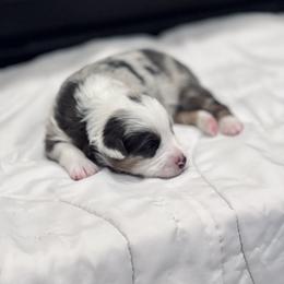 Miniature Australian Shepherd Puppies from Bishop Aussies