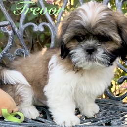 Trevor - Gold and white male Shih Tzu puppy in Hemet, California from Aloha Shih Tzu