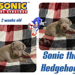 SONIC THE HEDGEHOG - Silver gray male Weimaraner puppy in Ferrum, Virginia from LAAT Weims