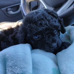 Havanese, Havapoo, and Poodle Puppies from Faithful Hearts Kennel