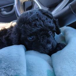 Havanese, Havapoo, and Poodle Puppies from Faithful Hearts Kennel