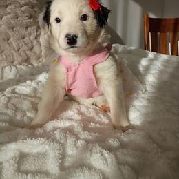 Spot border Collie Australian mix - White and blue merle female Border Collie puppy in Paradise, California from Richview Shihtzu