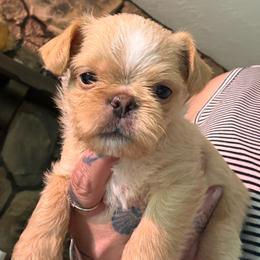 Boy 2 - Red male Brussels Griffon puppy in Ogden, Utah from Shelly's Brussels Griffons