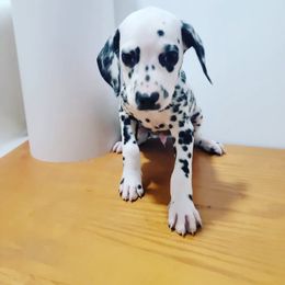 Dalmatian Puppies from LINY Dalmatians
