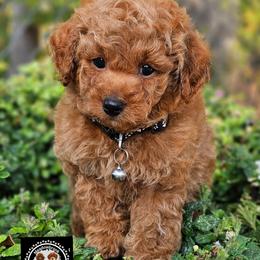 Alfalfa - Red  male Poodle puppy in Salem, Missouri from Meadowbrook Poodles