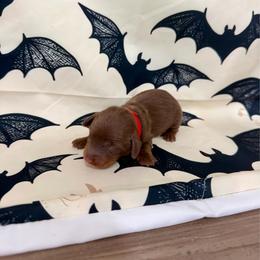 Cody - Chocolate and tan male Dachshund puppy in Rising Star, Texas from Boring Weenies
