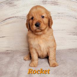Rocket (Orange Collar) - Dark golden male Golden Retriever puppy in Scurry, Texas from 07 Seven Oaks Goldens and Doodles