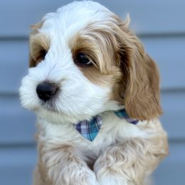 Australian Labradoodle puppies from Grand Peaks Labradoodles
