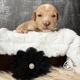 Justice - Apricot female Goldendoodle puppy in Utah County, Utah from Big Hearted Breeders