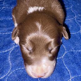 Red - Red female Border Collie puppy in Williston, Florida from CP FARMS BORDER COLLIES N JACKS CORP