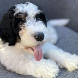 Boy 1 - Luke Skywalker - NOW $1500! - Black and white Bernedoodle puppy in Lake Oswego, Oregon from Orchard Hill Bernedoodles