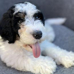 Boy 1 - Luke Skywalker - NOW $1500! - Black and white Bernedoodle puppy in Lake Oswego, Oregon from Orchard Hill Bernedoodles