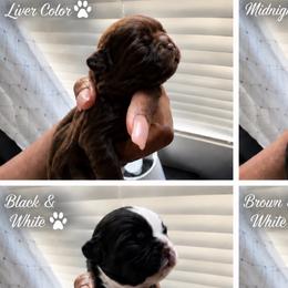Shih Tzus from Ju’Little Shih Tzu