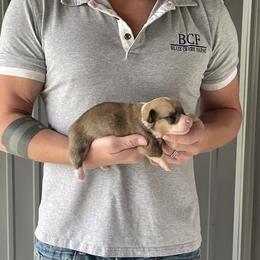 Maddy - Male 2 - Fawn male Pembroke Welsh Corgi puppy in Jefferson, South Carolina from Blue Creek Farms