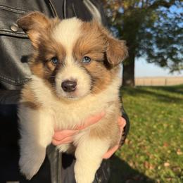 Hazel - Blue female Pembroke Welsh Corgi puppy in Paxton, Illinois from McGovern Family Corgis