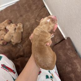 Chandler - Dark golden male Golden Retriever puppy in Spur, Texas from Adams Puppies