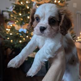 Cavalier King Charles Spaniel puppies from One Big Cavy Family