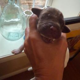 Weatherford - Liver roan male German Shorthaired Pointer puppy in San Antonio, Texas from Alvarado Farm Kennels, LLC