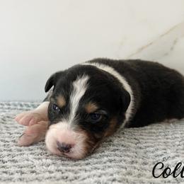 Collins - Black tri-color male Australian Shepherd puppy in Kearney, Nebraska from Helix Aussies