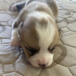 Pembroke Welsh Corgi Puppies from Mesa Acre