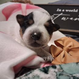 Waylon - Blue male Australian Cattle Dog puppy in Fife Lake, Michigan from Kurczak Farm LLC