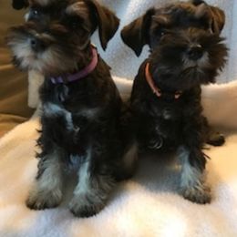Miniature Schnauzer Puppies from Gail Holzman