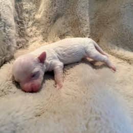 Luna - White female Bichon Frise puppy in Vancouver, Washington from Badook Bichons